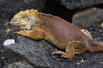 Galapagos Land Iguana on the rocks, Galapagos Islands, Ecuador