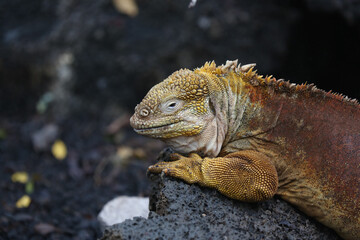 Galapagos Land Iguana on the rocks, Galapagos Islands, Ecuador