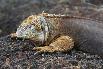 Galapagos Land Iguana on the rocks, Galapagos Islands, Ecuador