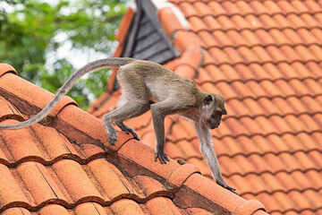 gray monkey climbs the roof of a tiled tropical village © Kai Beercrafter
