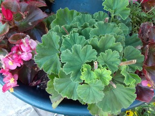 flower in the garden
