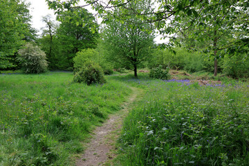 Pathway through a woodland landscape