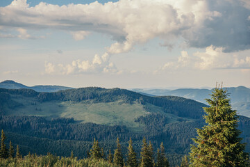 A tree with a mountain in the background
