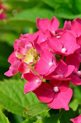 Hortensienblüten, Nahaufnahme