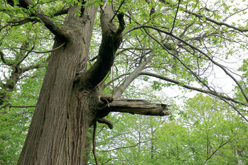 An old tree with broken branches