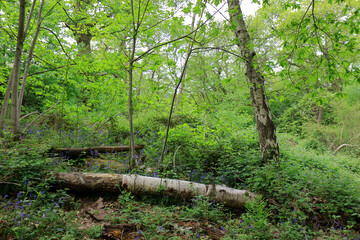 A woodland scene with old fallen trees surrounded by foliage