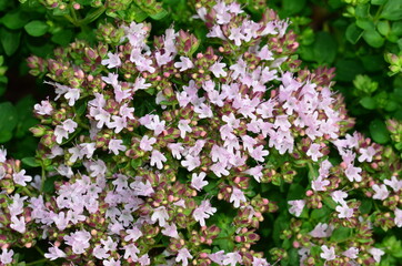 Oregano, Blüten und Blätter