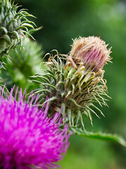 close up of a thistle