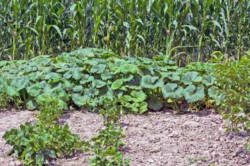Pumpkins and corn in the garden