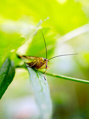insect on a leaf