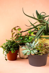 Trending collection of various indoor plants and succulents pink background