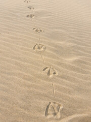 footprint from a gull in sand in Zandvoort, Netherlands 