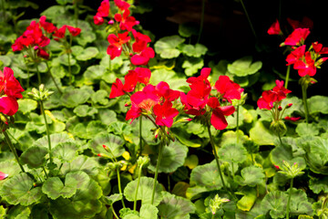 Red geranium flowers on a background of lush greenery in the garden center