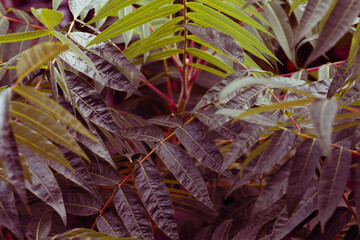 Leaves of Rhus Glabra 'Smooth Sumach'. Sumac in the family Anacardiaceae. Art background