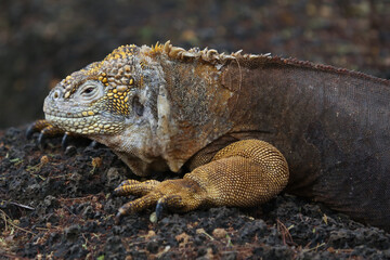 Galapagos Land Iguana, Galapagos Islands, Ecuador