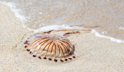 Dead poisonous compass jellyfish, Chrysaora hysoscella on the sandy shore, thrown away by the sea waves. Expansive species, dangerous for people during summer beach period.