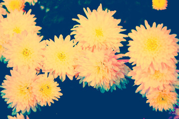 Colorful chrysanthemum flowers on a background of the autumn landscape