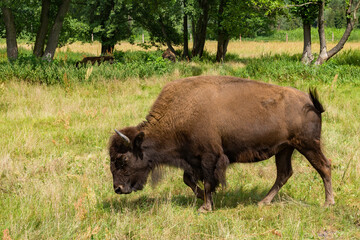 An adult American plains bison in a pasture