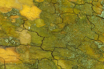 Natural cracks on a plane tree bark surface for background. Close up on old plane tree bark