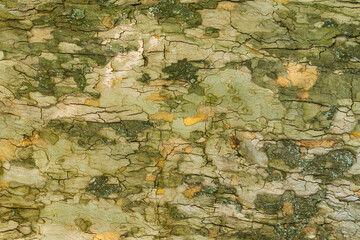 Texture of plane tree bark close up