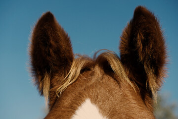 Close up of sorrel foal forelock.
