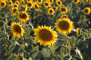 Yellow sunflower in a field on a green background