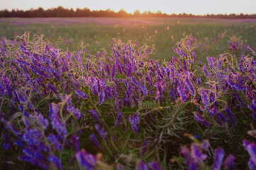 Obraz premium Purple lilac curly tall flowers in a field at sunset day. The sun is setting on the horizon. Summer green field with tall grass and plants.
