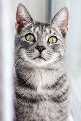 Fototapeta na wymiar Green-eyed toby cat looks straight at the camera