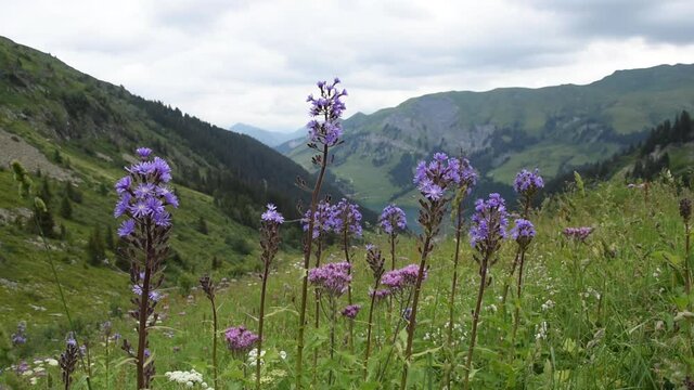 Alpine flowers (Cicerbita alpine and Adenostyles alliariae) swinging in the wind in French Alps