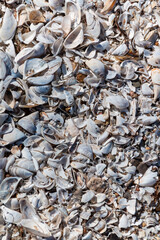 background of seashells