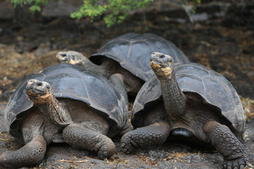 Obraz premium Galapagos Giant Tortoise, Galapagos Islands, Ecuador