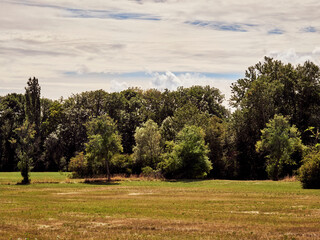 landscape with trees