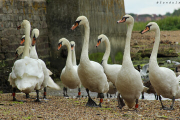 group of swans