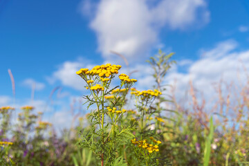 Tansy (Tanacetum vulgare) also known as bitter buttons, cow bitter, or golden button is growing on the field with various wild flowers on summer sunny day. Blue sky with clouds at the background.
