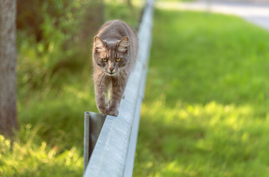 Beautiful gray cat is walking on a traffic barrier at sunny summer day