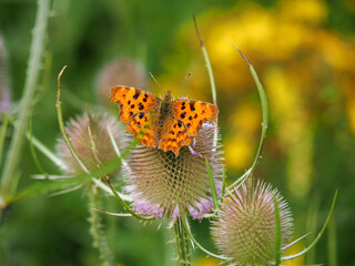 Comma butterfly, Polygonium c-album, with open wings on a teasel flower