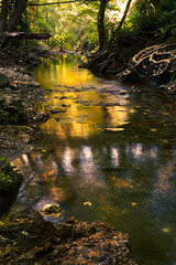 River between a forest at sunset © Javier