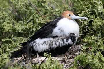Immature Frigate Bird, Galapagos Islands, Ecuador
