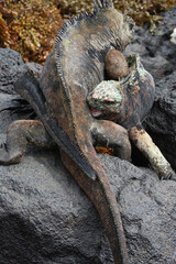 Marine Iguanas fighting on the rocks, Galapagos Islands, Ecuador
