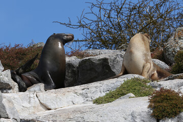Obraz premium Galapagos Fur Seals (Sea Lions) on the rocks, Galapagos Islands, Ecuador