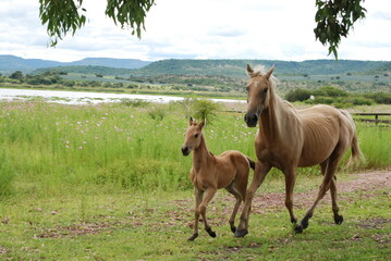 horse and foal in the ranch