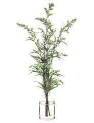 Artemisia vulgaris (common mugwort or riverside wormwood) in a glass vessel on a white background