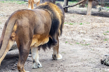 Obraz premium brown lion goes away, wild predator stands on the ground