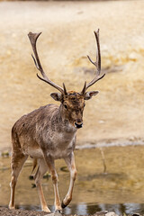 a noble brown deer with large and branchy horns walks across a steppe across a river