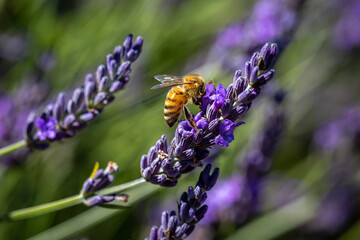 A Honey Bee on Lavender
