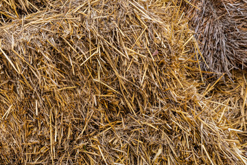 hay dry and dried dark beige natural background, food for livestock