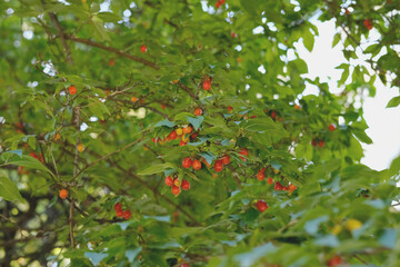 red barberry berries ripe on green branches, concept vitamin food, berries, vegan fruit, raw food diet, wild shrubs, gardening