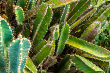 thickets of large and green cacti background tropical plant close-up