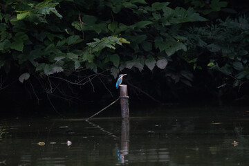 Fototapeta na wymiar kingfisher in field