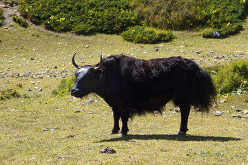 Black domestic yak (Bos grunniens) in Nepal on the Annapurna circuit.